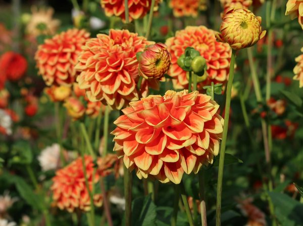 Les stickers muraux : pour ou contre ?