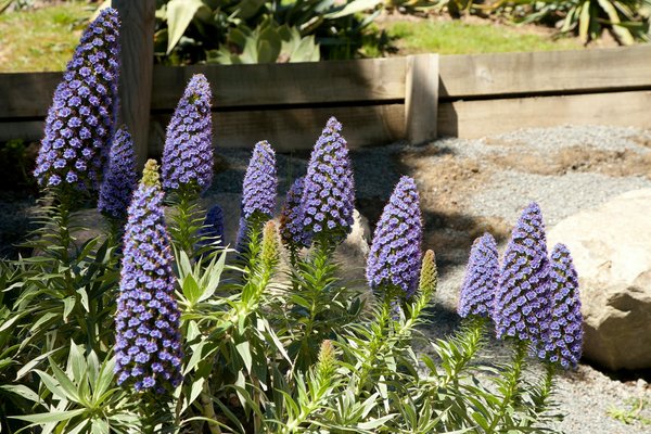 Utilisez votre bassin de jardin pour combattre les moustiques